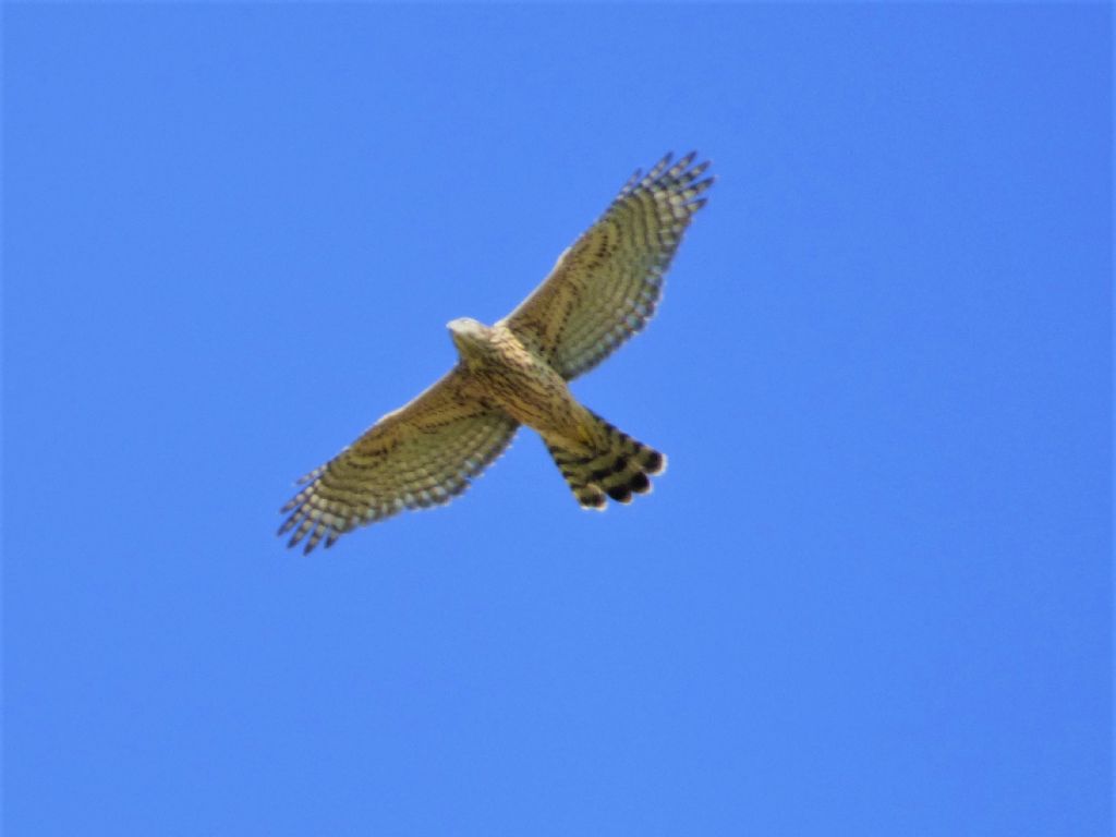 Astore (Accipiter gentilis) juv